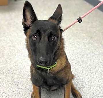 Photo of Shenzi