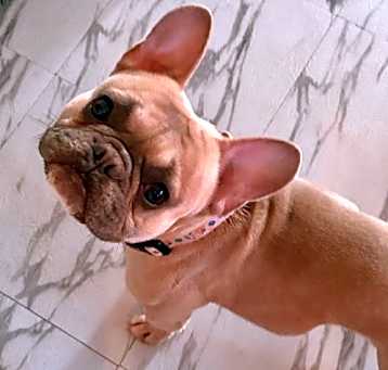 Photo of Lumiere