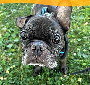 Photo of Cookie