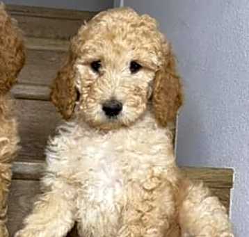 Photo of Honey