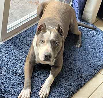 Photo of Bleu