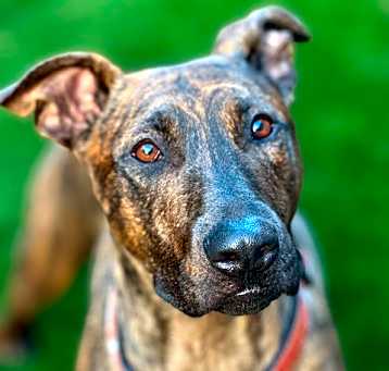 Photo of Enzo