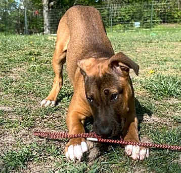 Photo of Boo