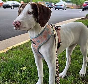 Photo of Ginger