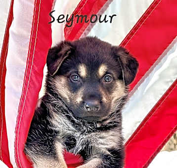 Photo of Seymour