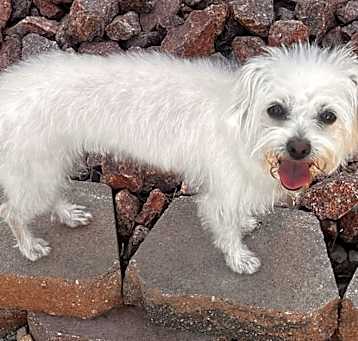 Photo of Penny