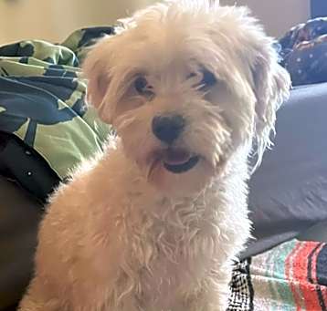 Photo of Maisy