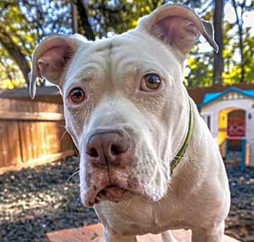 Photo of Daisy (I Have a Secret Crush!)