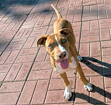 Photo of Tippy