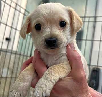 Photo of Penny (Mandy’s puppy)