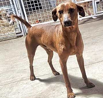 Photo of Petey