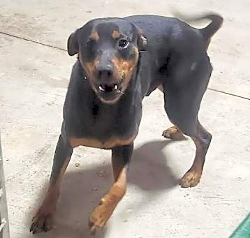 Photo of Dobey