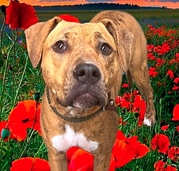 Photo of BAILEY