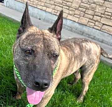 Photo of *KODA*