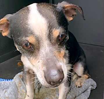 Photo of WISHBONE