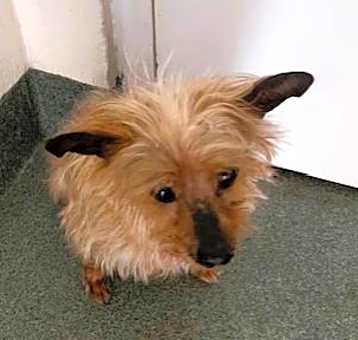 Photo of STRAY NOT AVAILABLE