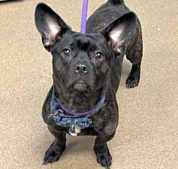 Photo of Soda Pop - ADOPTED PA/TA