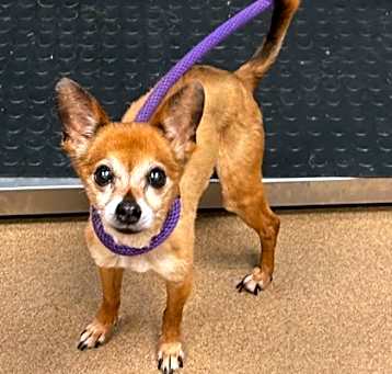 Photo of Taquito