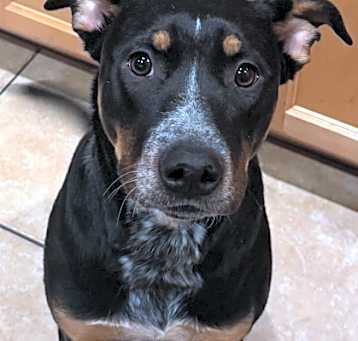 Photo of Kona