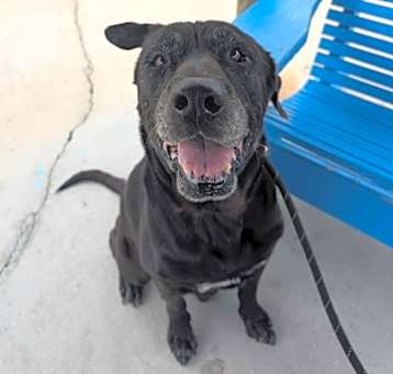 Photo of Hurley - 2