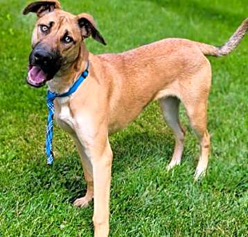 Photo of Scoobert