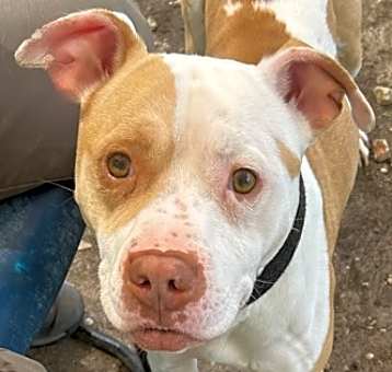 Photo of Bolo