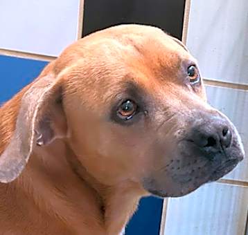 Photo of Ranger