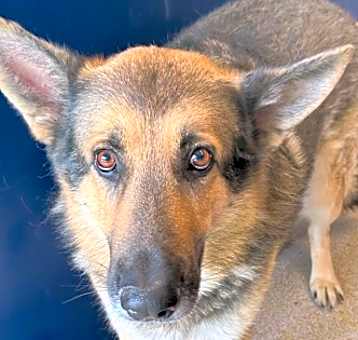 Photo of Scout