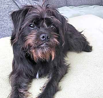 Photo of Penny