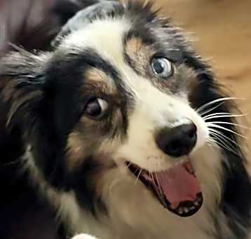 Photo of Milo