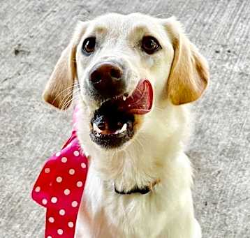 Photo of Penny