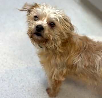 Photo of Chewy