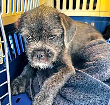 Photo of Scrappy