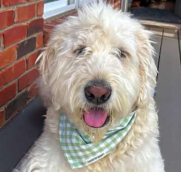 Photo of Cooper