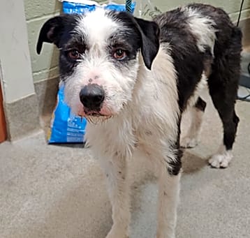 Photo of IEPA-Stray-17212