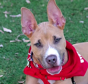 Photo of Puppy Ozuna 
