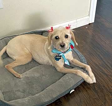 Photo of Bella
