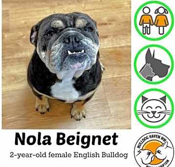 Photo of Nola Beignet