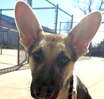Photo of Honey