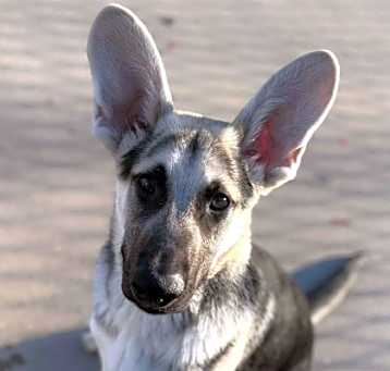 Photo of Wolfie