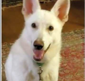 Photo of Cotton ('Junior')