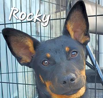 Photo of Rocky KK