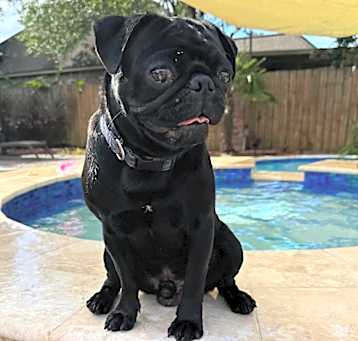 Photo of Bugsby 
