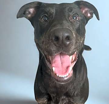 Photo of Onyx *Off-Site Foster Home*