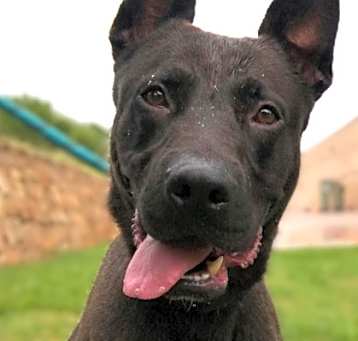 Photo of Batman