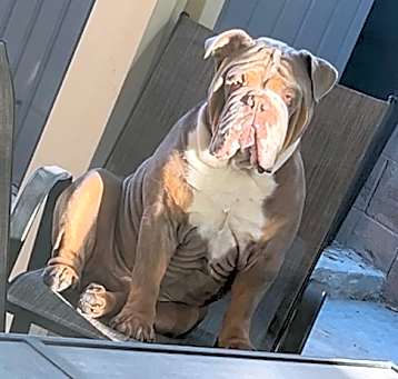 Photo of Bentley