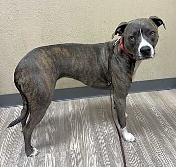 Photo of Nala