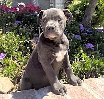 Photo of Wilbur