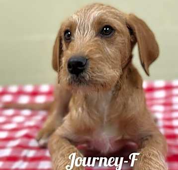 Photo of Journey