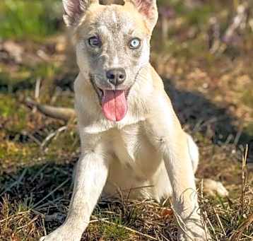 Photo of Ruger